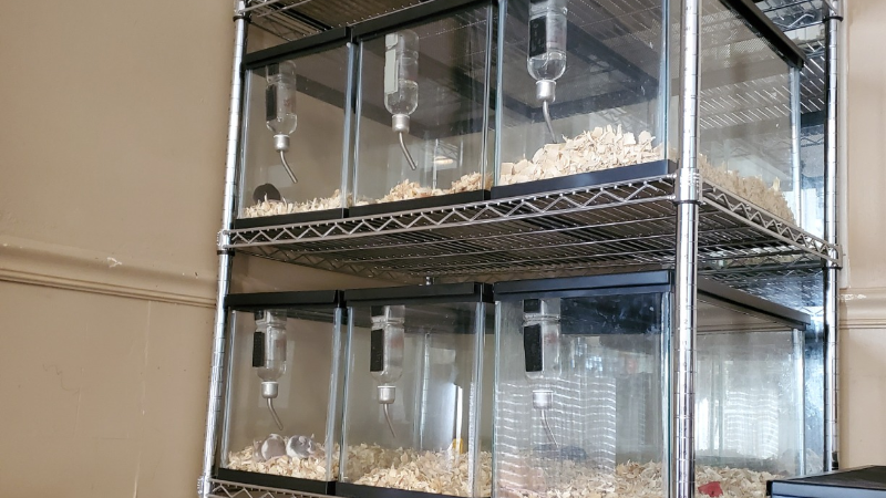 四層電鍍倉鼠飼養架成功案例分享